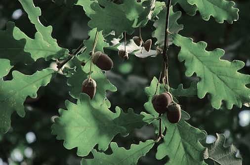 Окна из дуба Окна из дуба