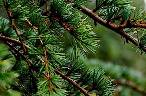 Окна из лиственницы Окна из лиственницы