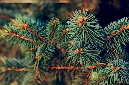 Окна из сосны Окна из сосны